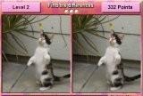 Игра Найди отличия – Самые милые кошки