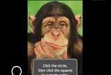 Игра Ты умнее обезьяны?
